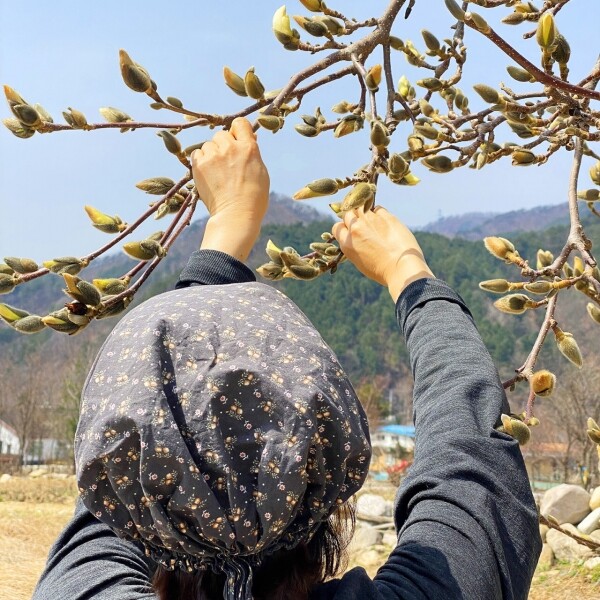 [강원 11] 설약산 2022 국내산 수제덖음 목련꽃차 15g 유리병 | 설악에 약산 설약산 | 꽃차 소믈리에가 직접 덖은 수제 꽃차